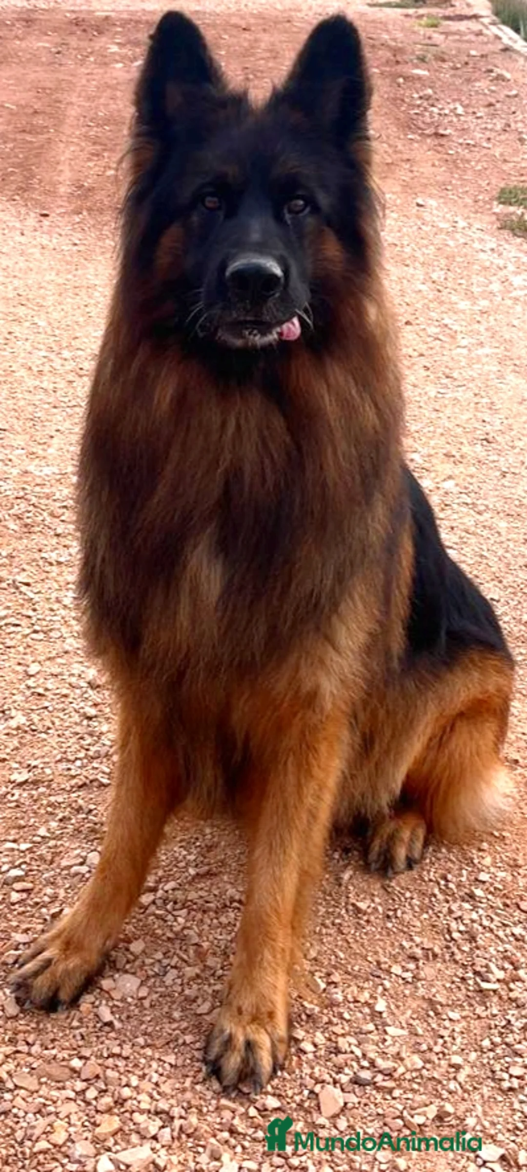 Pastor Alemán perros para monta: P.A pelo largo  en Valencia - Anuncio 1