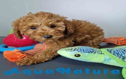 Caniche Enano perros en venta: Caniche Hembra DCD 5774 AQUANATURA - Imagen 5