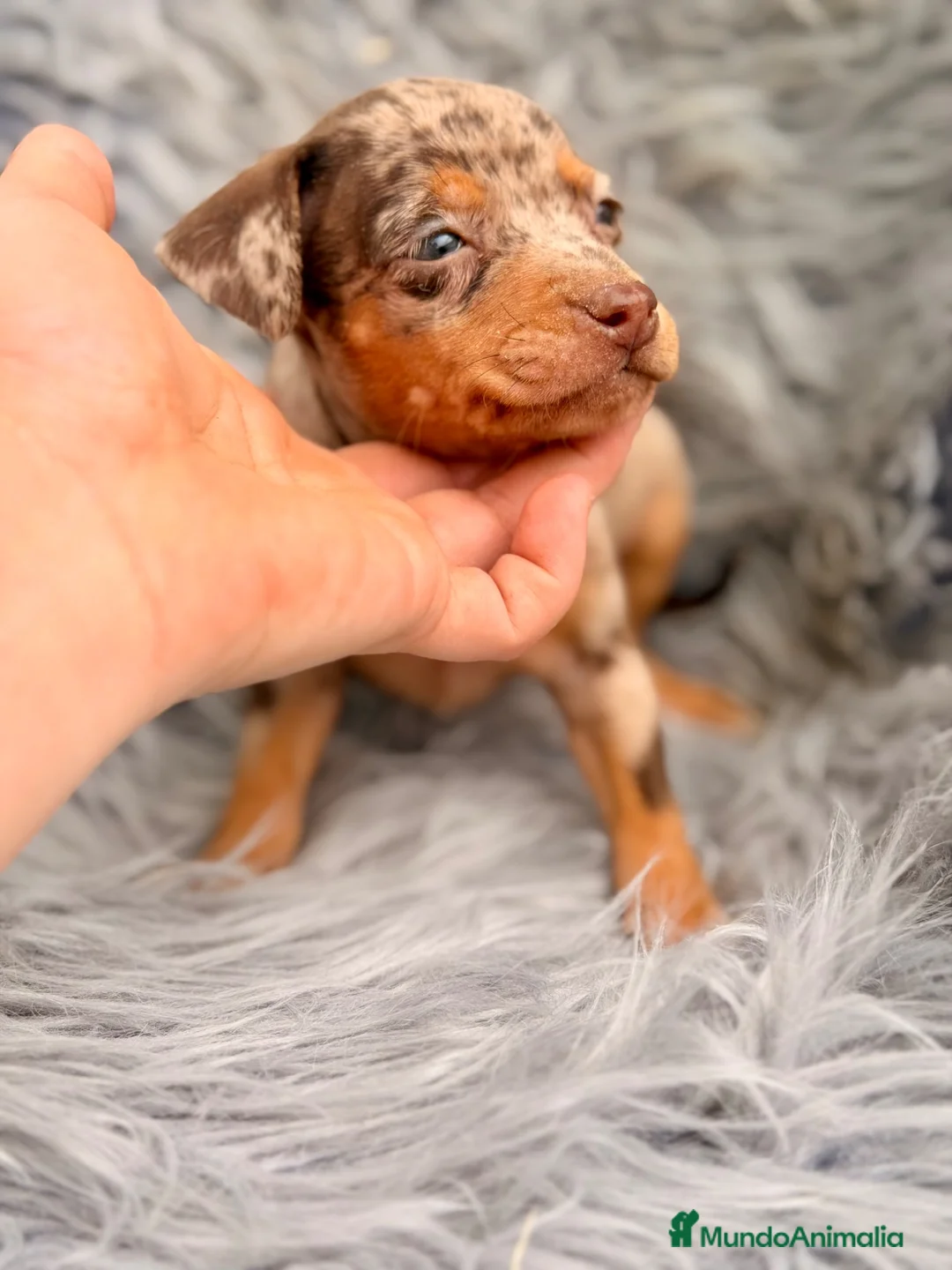 Pinscher Miniatura perros en venta: PINSCHER MINIATURA CHOCOLATE - Anuncio 11