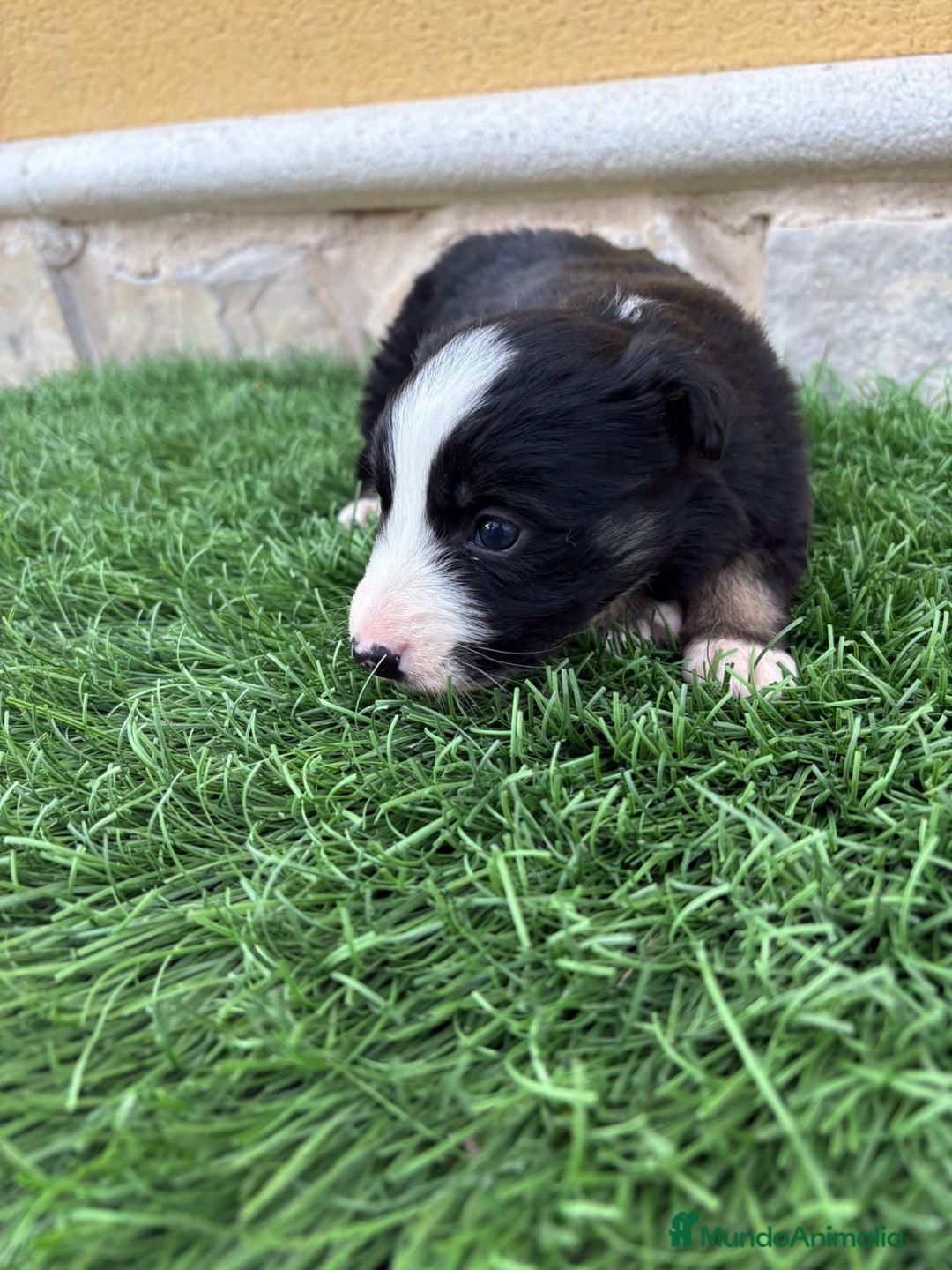 Border Collie perros en venta: Hembra de Border Collie preciosa  - Anuncio 13