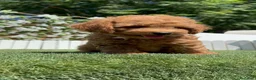 Caniche Toy perros en venta: CANICHE TOY-LISTO PARA ENTREGAR - Anuncio 13