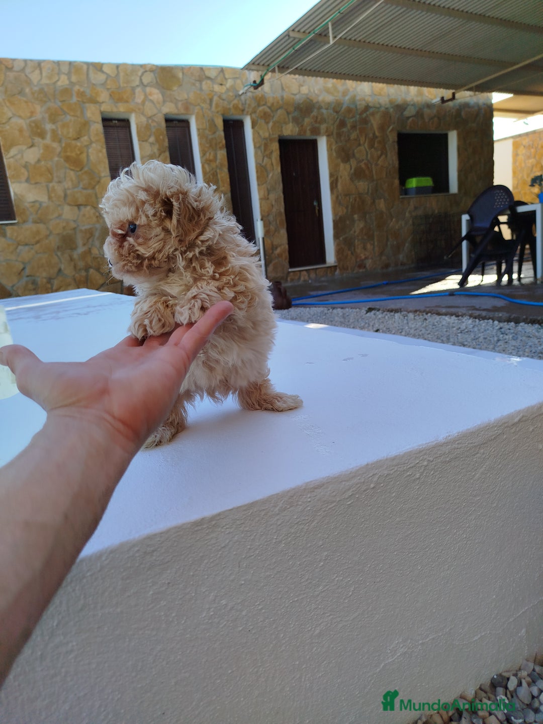 Maltipoo perros en venta: Maltipoo toy  - Imagen 4