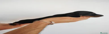 Negro Fuego