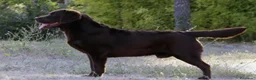 Labrador Retriever perros en venta: Labrador chocolate - Anuncio 9