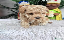 Caniche Toy perros en venta: CANICHE TOY - Anuncio 5