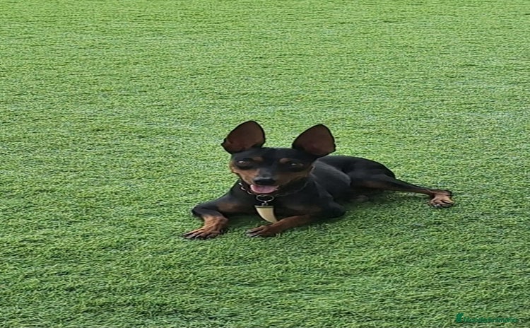 Pinscher Miniatura perros - Anuncio 1