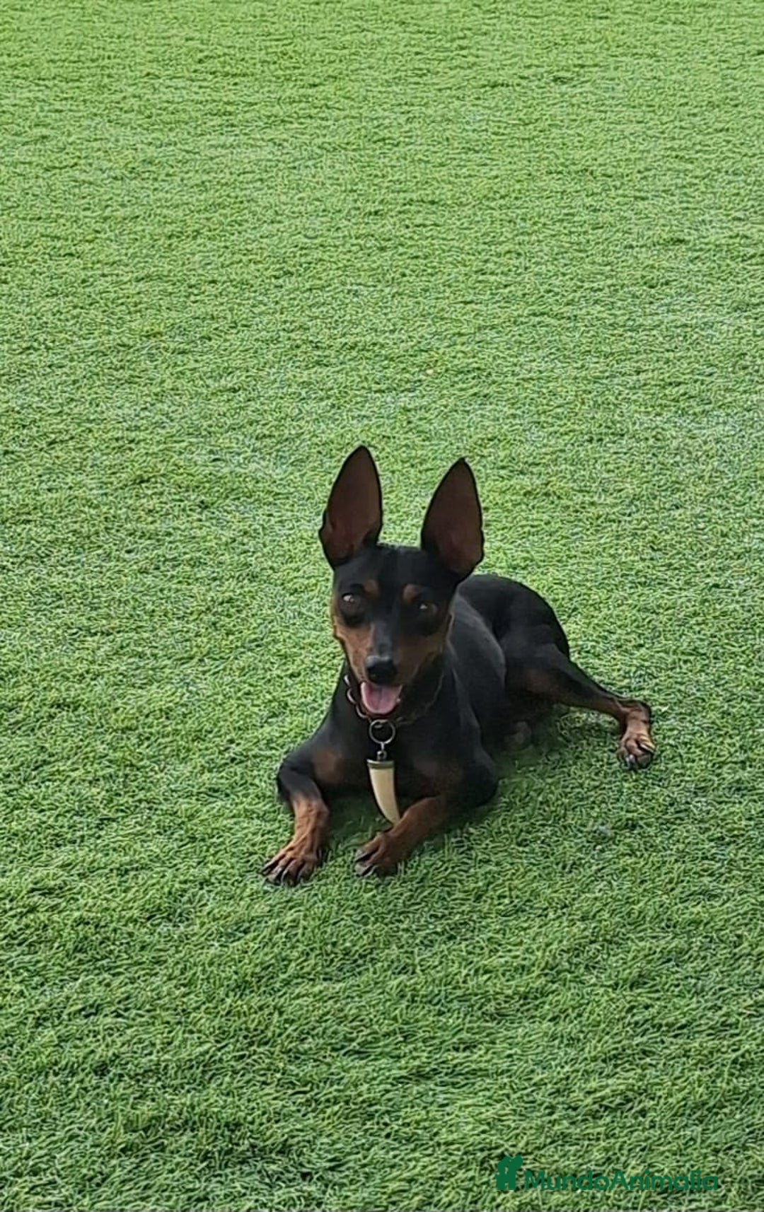 Pinscher Miniatura perros en venta: Mini pinche hembra  - Imagen 1