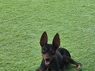 Pinscher Miniatura perros - Anuncio 8
