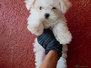 Bichón Maltés perros Bichon maltes coreano - Anuncio 2
