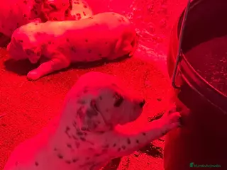 Dálmata perros Dálmatas disponibles ,no te quedes sin el tuyo - Anuncio 2