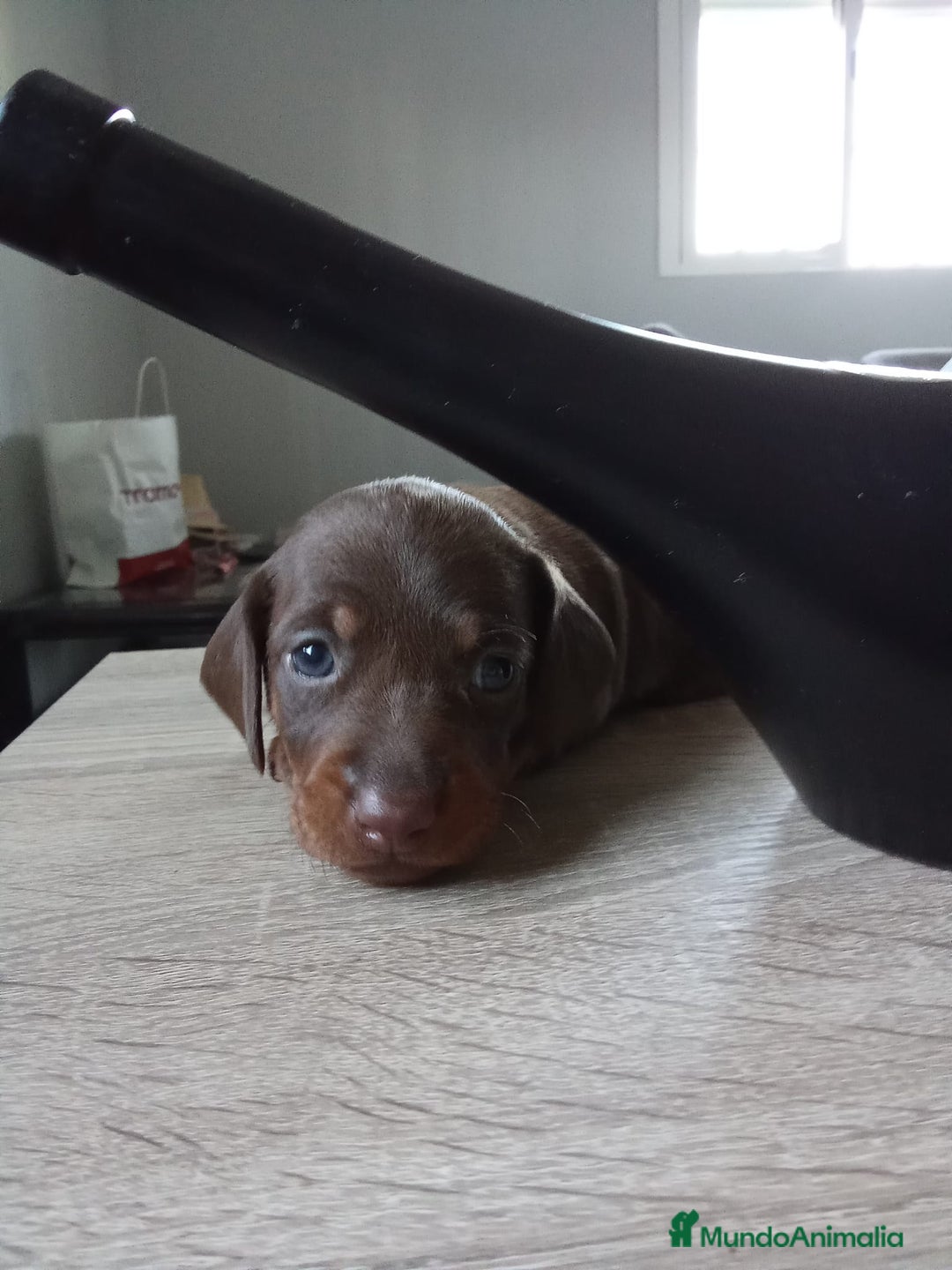 Teckel perros en venta: Hembra de teke kaninchen  - Imagen 4