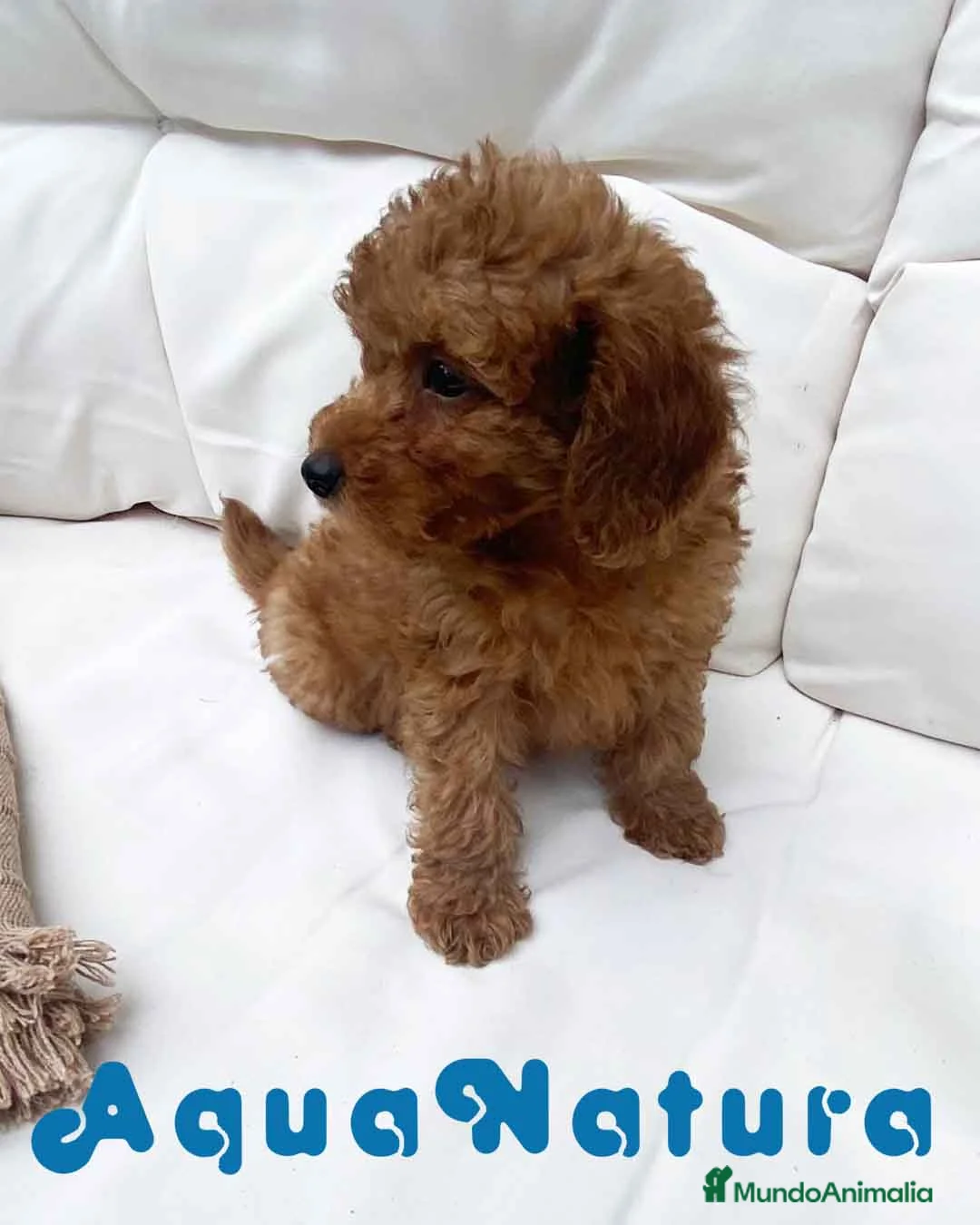 Caniche Mediano perros en venta: Caniche Macho 7353 de Camila - AQUANATURA en Barcelona - Anuncio 6