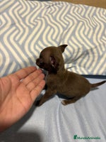 Chihuahua perros EXCLUSIVO CHIHUAHUA MICRO RUSO - Anuncio 7