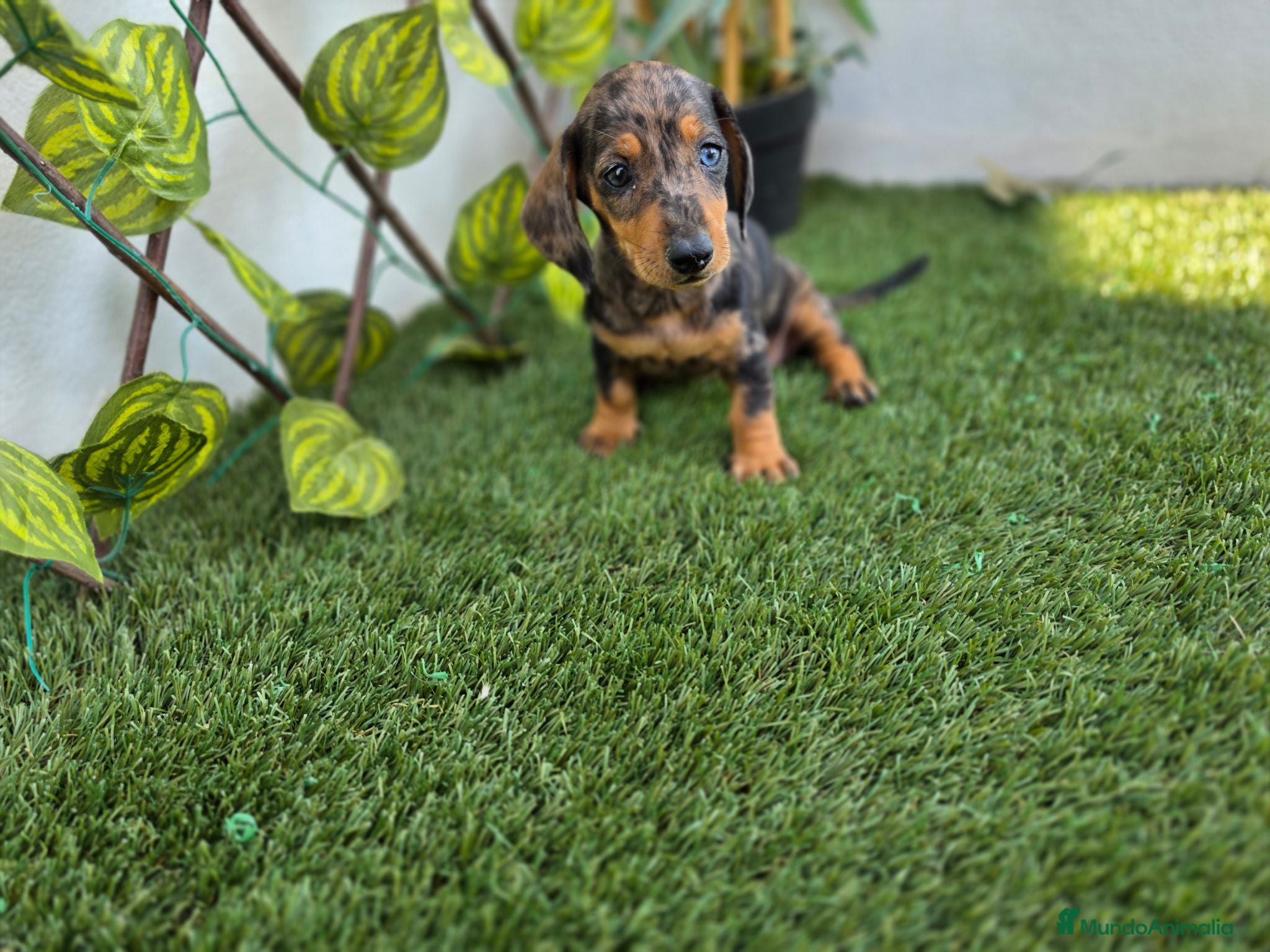 Teckel Miniatura perros TECKEL MINIATURA  - Anuncio 9