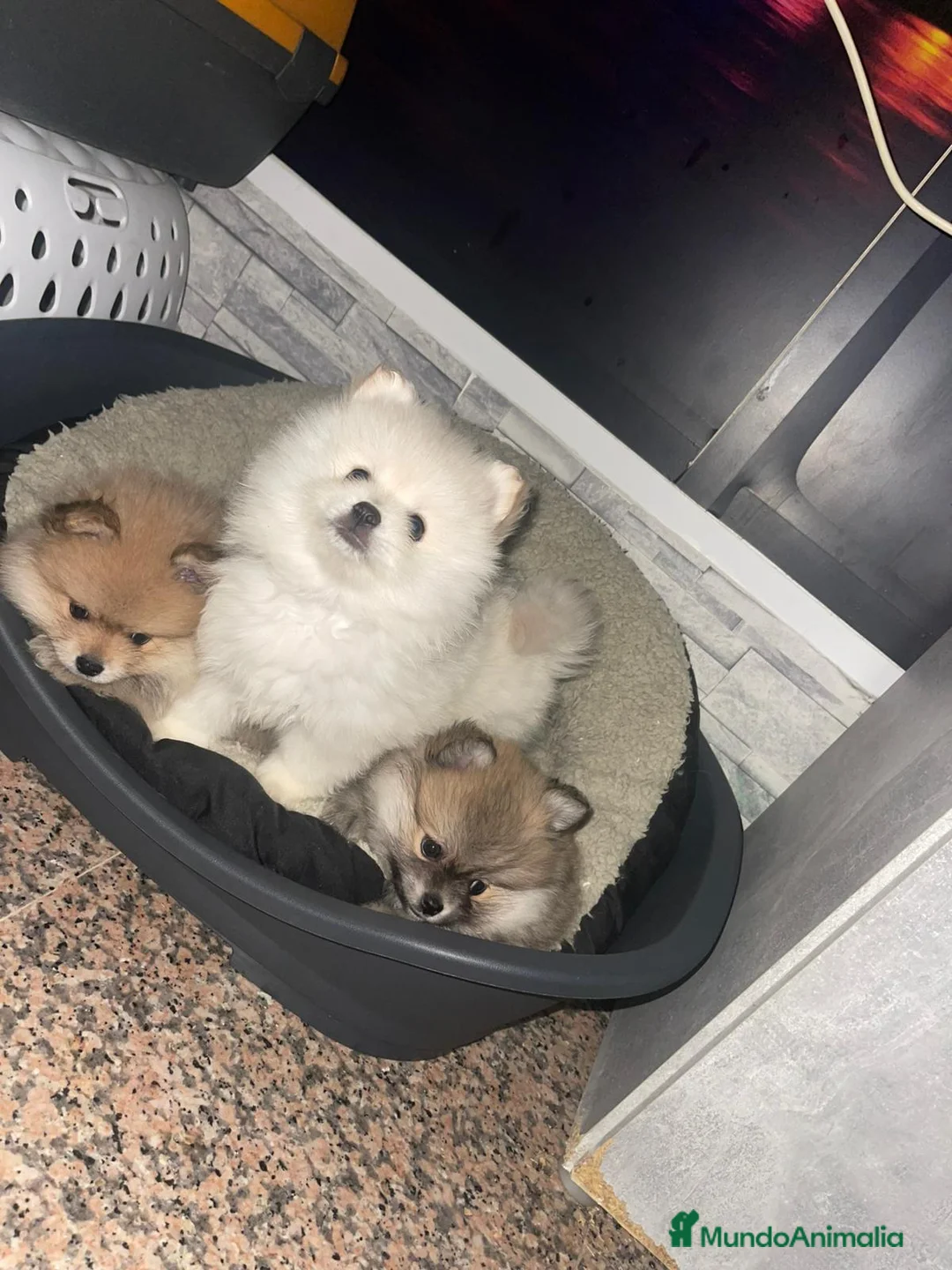 Pomerania perros en venta: Pomerania lulu Toy peluditos  - Anuncio 4