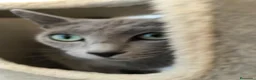Azul Ruso gatos en venta: Camada de azul ruso  - Anuncio 4