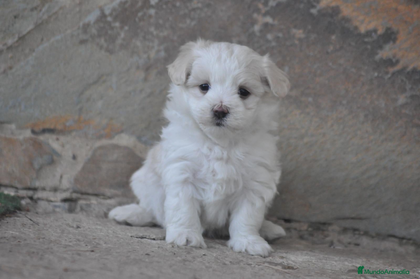 Bichón Maltés perros Preciosos cachorros  - Anuncio 1