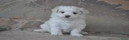 Bichón Maltés perros en venta: Preciosos cachorros  - Anuncio 1