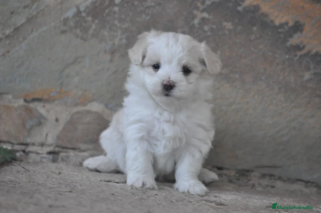 Bichón Maltés perros en venta: Preciosos cachorros  - Anuncio 1