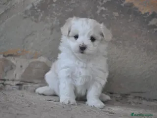 Bichón Maltés perros Preciosos cachorros - Anuncio 1
