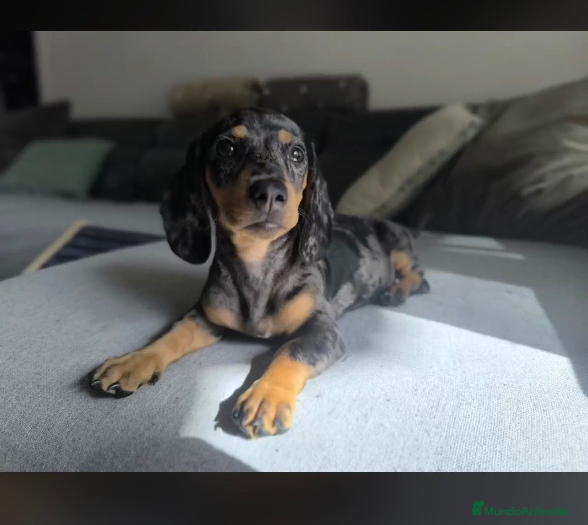 Teckel perros Teckels negro fuego  - Anuncio 2