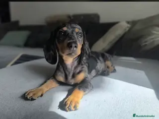 Teckel perros Teckels negro fuego - Anuncio 2