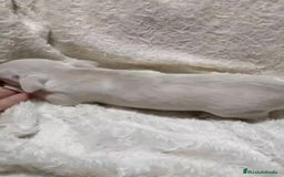 Chihuahua perros en venta: Impresionantes chihuahuas toy hembras - Anuncio 7