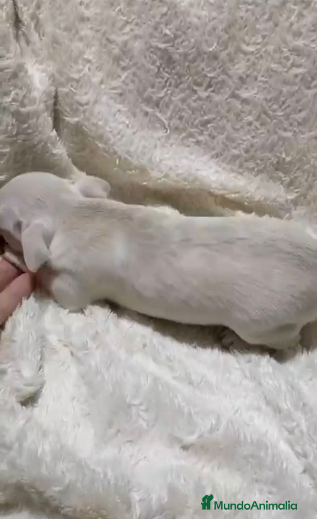 Chihuahua perros en venta: Impresionantes chihuahuas toy hembras - Anuncio 7