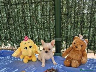 Chihuahua perros en Barcelona - Anuncio 28