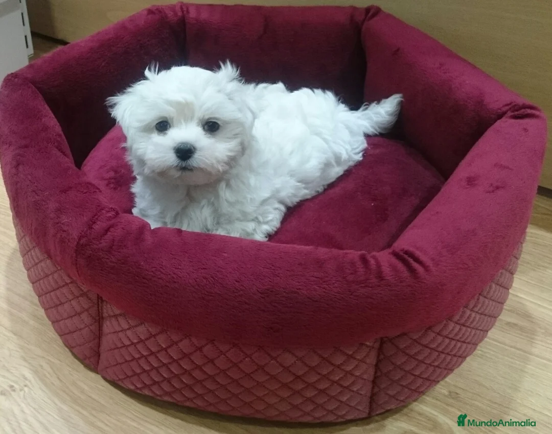 Bichón Maltés perros en venta: Bichón Maltés en Barcelona - Anuncio 7