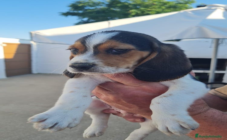 Beagle perros - Propaganda 1
