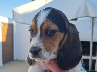 Beagle perros - Anuncio 6