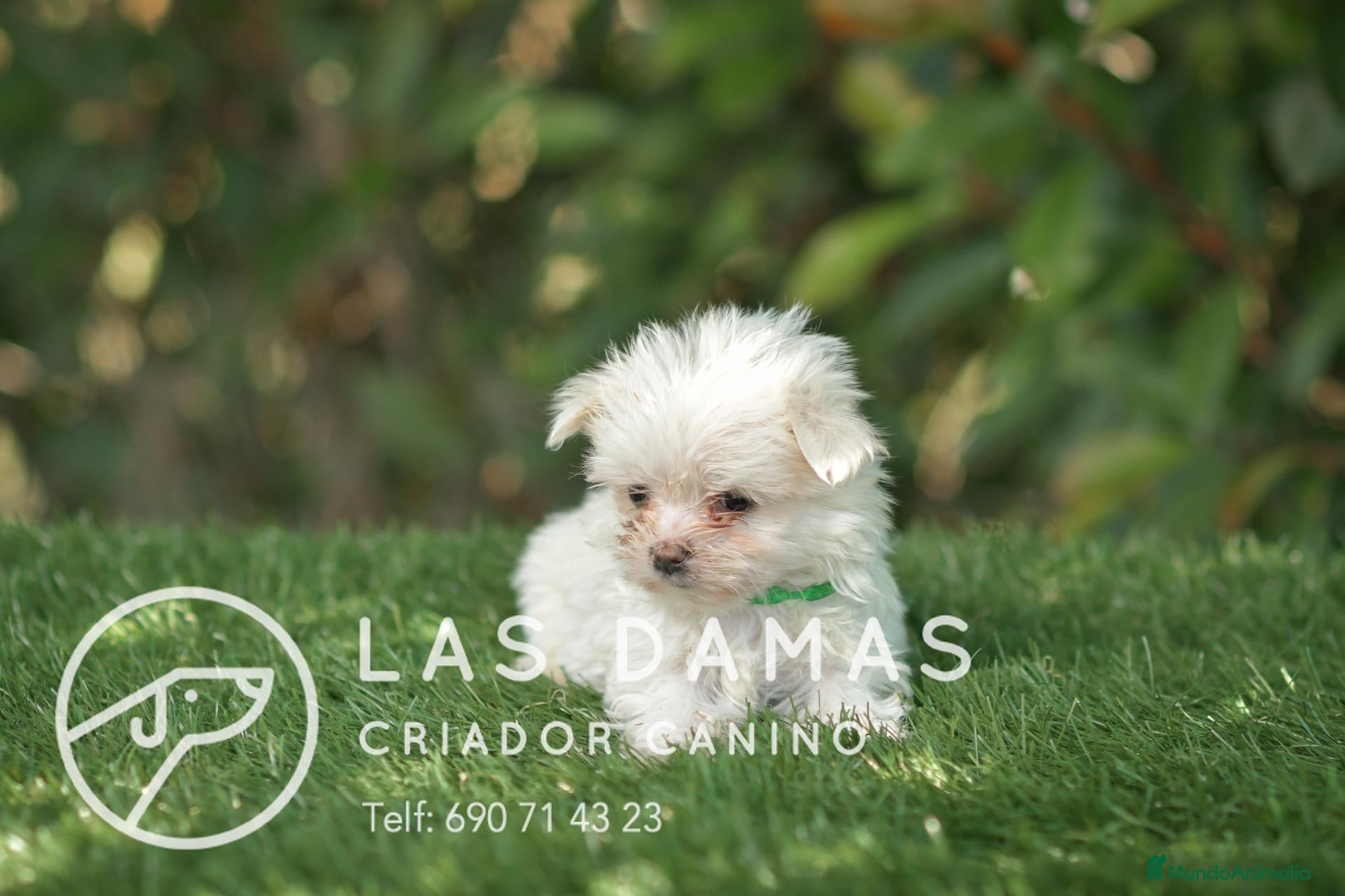 Bichón Maltés perros BICHÓN MALTÉS DISPONIBLES - Anuncio 1