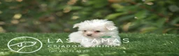 Bichón Maltés perros en venta: BICHÓN MALTÉS DISPONIBLES - Anuncio 1