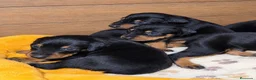Dobermann perros en venta: Dóberman  en Sevilla - Anuncio 1