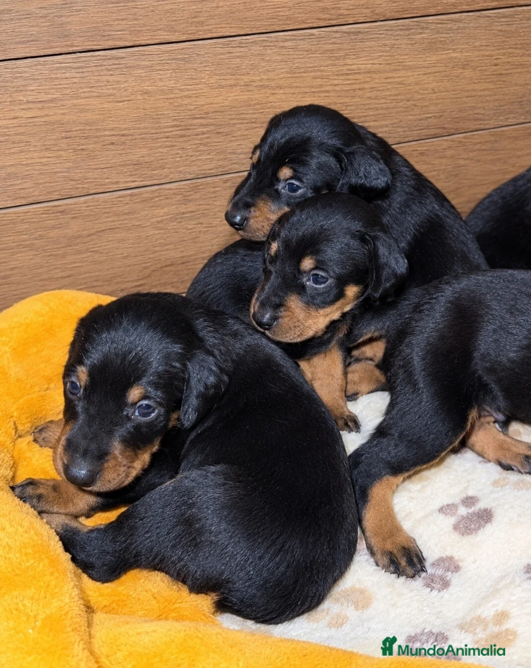 Dobermann perros en venta: Dóberman  en Sevilla - Anuncio 1