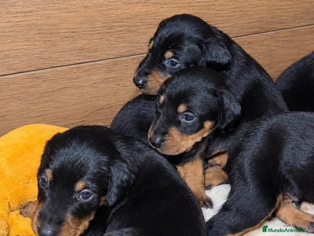 Dobermann perros en venta: Dóberman - Anuncio 1