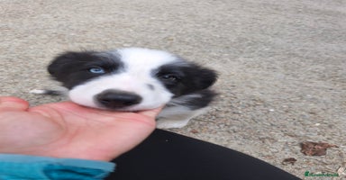 Border Collie perros - Anuncio 10