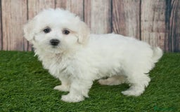 Maltipoo perros en venta: MALTIPOO ♀️♂️ - Anuncio 1