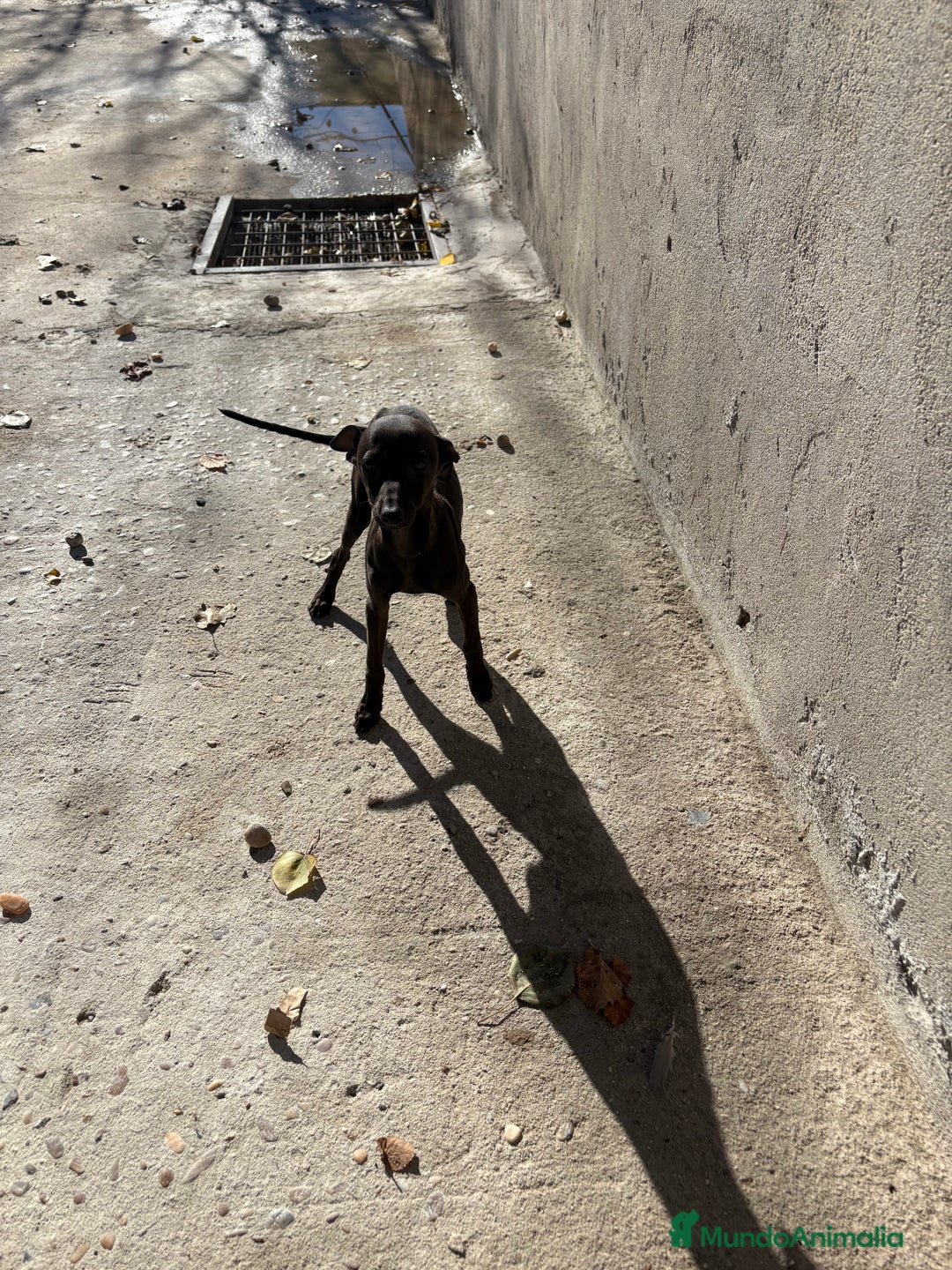 Pequeño Lebrel Italiano perros en venta: Hembra Piccolo lebrel italiano galgo  - Anuncio 3