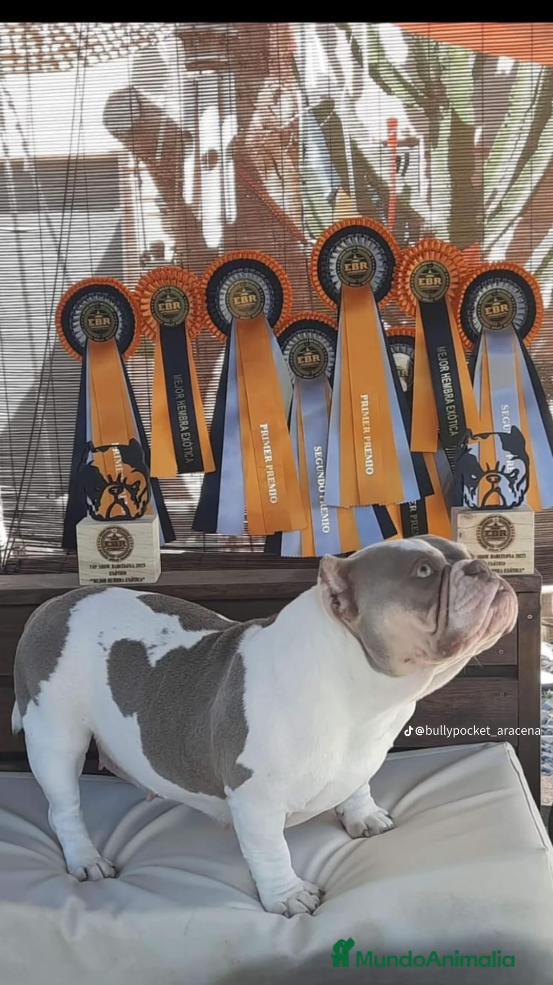 American Bully perros en venta: América bully exótico  - Anuncio 1