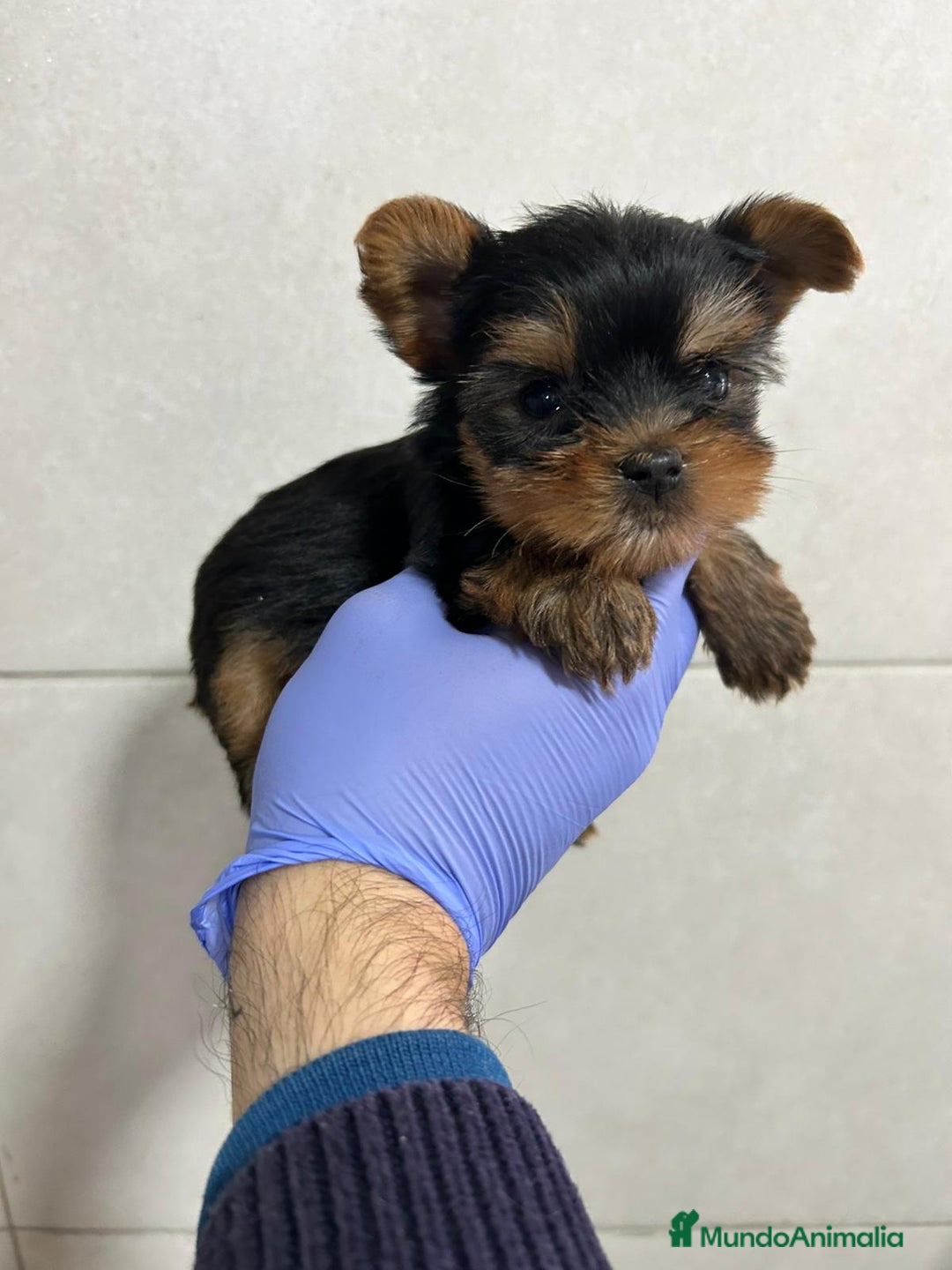 Yorkshire Terrier perros en venta: Yorkshire del Valle  - Anuncio 1