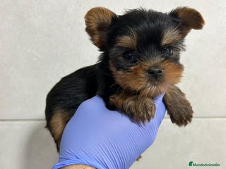 Yorkshire Terrier perros Yorkshire del Valle - Anuncio 1