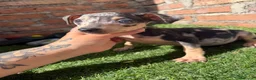 Pinscher Miniatura perros en venta: Mini pincher hembras Merle’s  - Anuncio 7