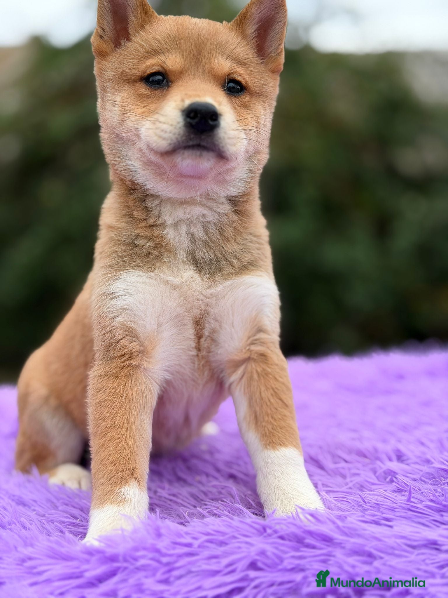 Shiba Inu perros Shiba inu Rojo Hembra - Anuncio 2