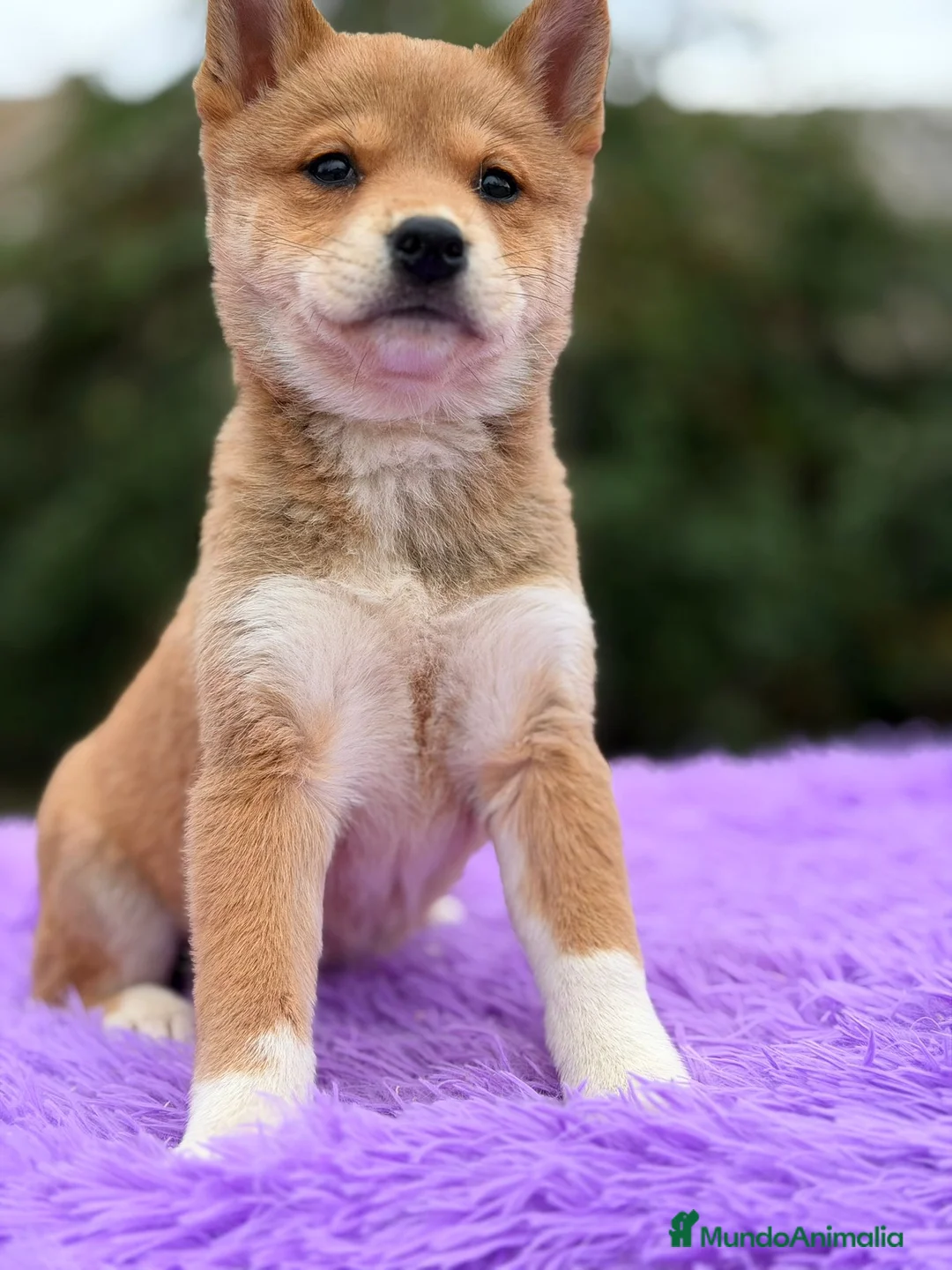 Shiba Inu perros en venta: Shiba inu Rojo Hembra - Anuncio 2