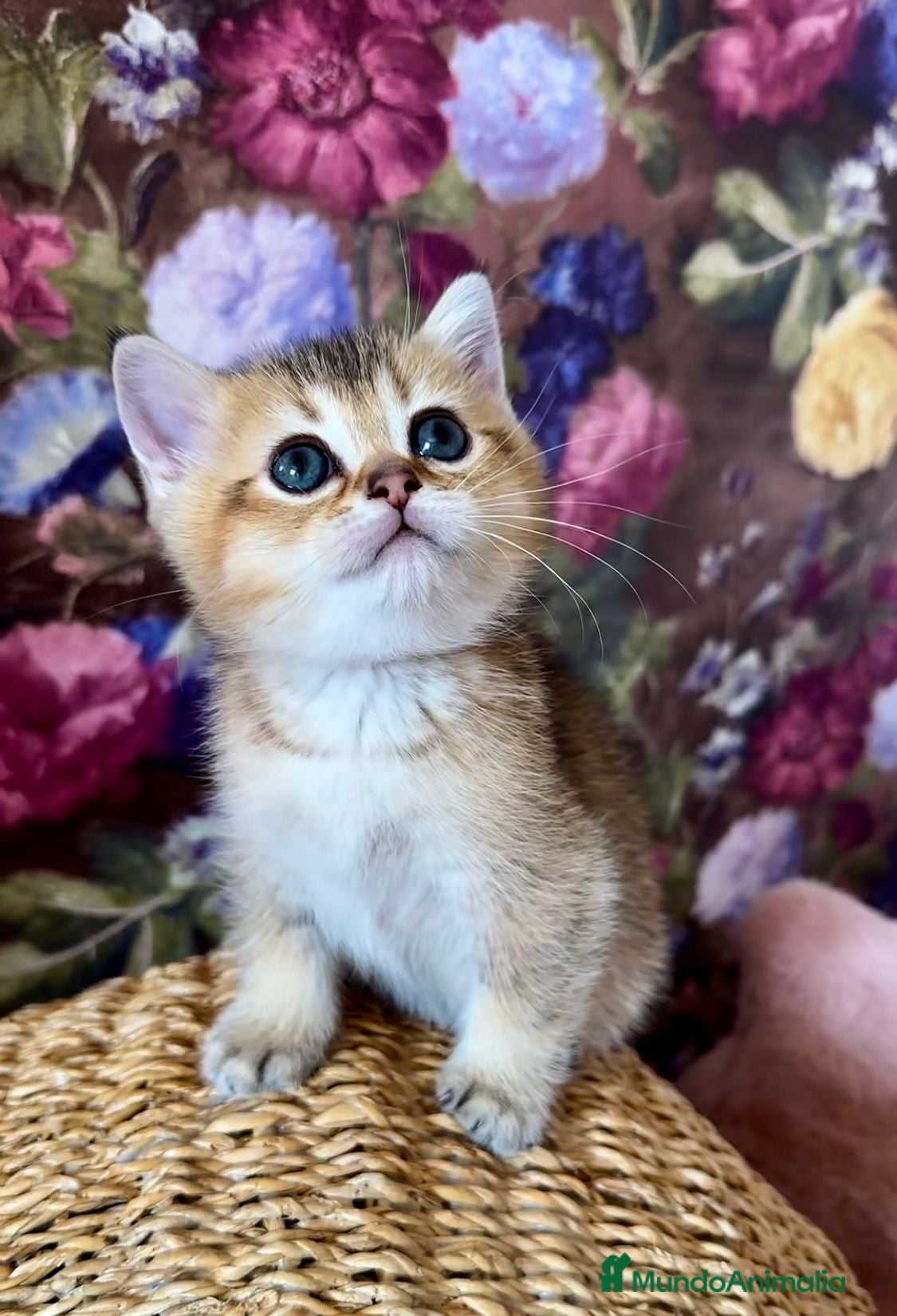 Británico de Pelo Corto gatos Gatitos British y Scottish Fold  - Anuncio 2