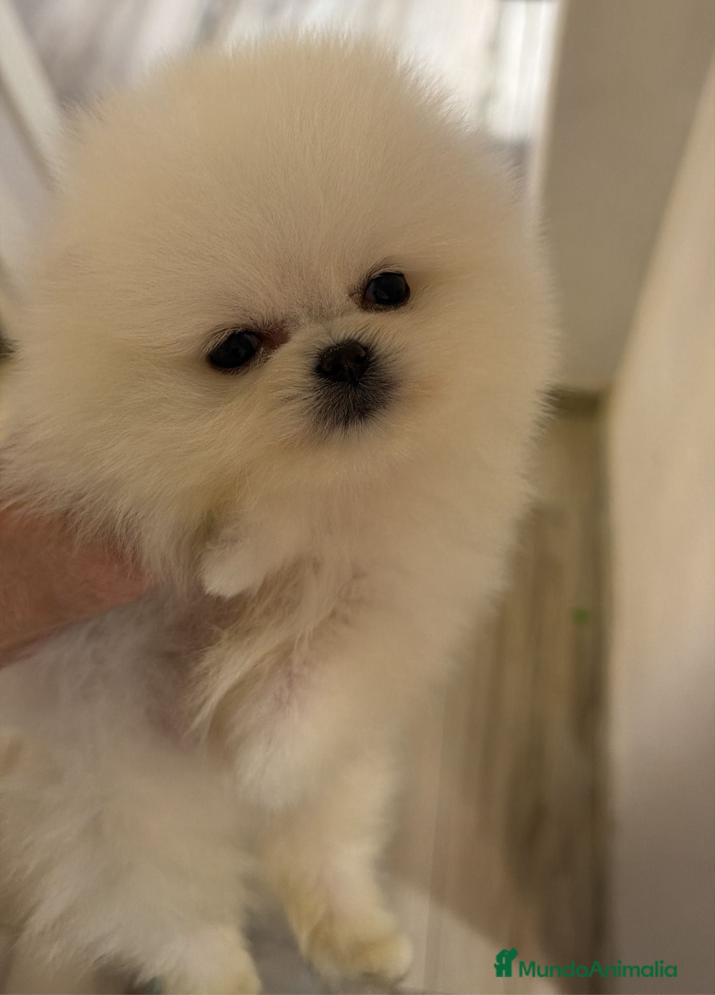 Pomerania perros Macho muy pequeño de tamaño  - Anuncio 2