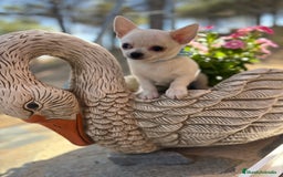 Chihuahua perros en venta: Chihuahua Macho fotos actuales !!! - Imagen 5