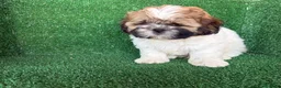 Shih Tzu perros en venta: shih tzu - Anuncio 5